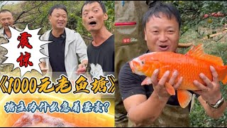 花1000元包下一口老鱼塘，抽干水里面竟然这么多鱼？ #户外抓鱼 #户外捕鱼 #大表哥抓鱼 #乡村生活 #农村生活