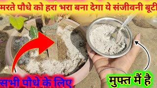 सूखते हुए पौधे को भी दो दिन में हरा भरा कर देगा l organic fertilizer l organic fertilizer for plants