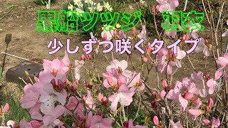 まるおの母　まるこの宿根草と低木の庭　2021 04 07 ガーデニング日和の庭。新緑がまぶしい‼️