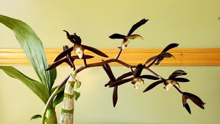 原生飘唇兰“雁落” Catasetum fergusonii. 'Loon Landing'