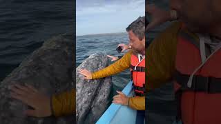 Incredible Gray Whales in Baja California Sur, Mexico -- IG: @slowcarfasthome #whale #whales #mexico