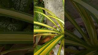 Pandanos Plant #shortvideo #plantcollections #pandan