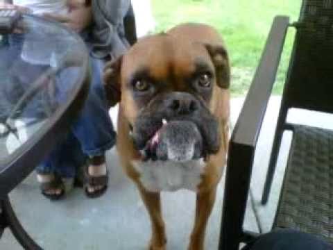 Boxer licking the air. Boxer licking the air.