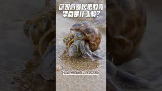 你知道寄居蟹的殼裡面是什麼嗎?#crab