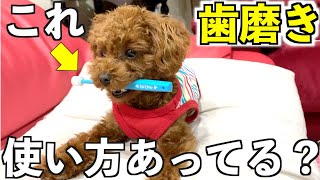 【歯磨き】歯ブラシが楽しすぎて使い方を間違えてるトイプードルの子犬