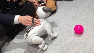 Sony aibo ソニー アイボ  ハイタッチ編 （渋谷モディ aibo room）