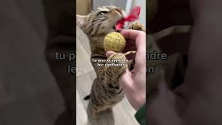 Voici le secret pour comprendre facilement ton chat 🙀🤫 #shorts #chat