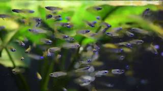 Lamp eye killifish, Blue eye