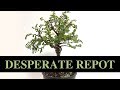 Seiju Elm | Desperate Re-pot