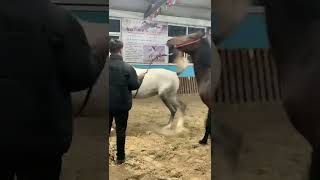 Horse meeting 2022 funny horse videos -HanaKo Horse®