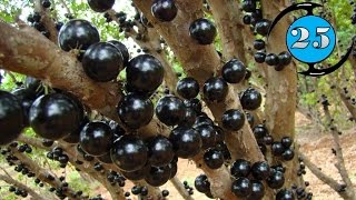 25 ผลไม้กินได้แปลกๆจากซอกมุมโลก / Top 25 Edible Strange Fruits From Around The World