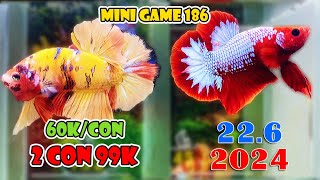 [22/6] MINI GAME 186 - 60K/con  2 BETTA 99K - ZL: O94.33OO.365 - Đợt Cá NEMO GLX FCCP (41 - 141)