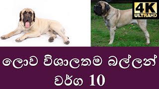 🌏 Top 10 biggest dogs in the world | ලොව විශාලතම බල්ලන් වර්ග 10 | Danuma Lanthaya