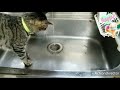 猫に水道蛇口で水遊びと水飲み。