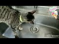 猫に水道蛇口で水遊びと水飲み。