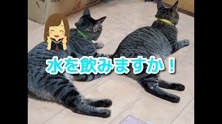 猫に水道蛇口で水遊びと水飲み。