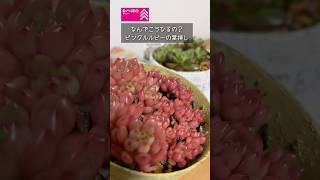 【DAISO多肉】同じように育てた葉挿しが全然違う姿になった！ #succulent #ガーデニング＃ダイソー多肉