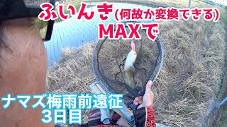 ナマズ釣り 梅雨前遠征3日目~夕まずめだけで釣る~【458】虫くん釣りch