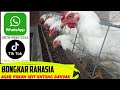 446.BONGKAR RAHASIA AGAR PAKAN IRIT UNTUNG BANYAK DARI BUDIDAYA MAGOT BSF INTEGRASI DENGAN AYAM