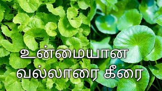 எது உண்மையான வல்லாரை கீரை|Which one is real vallarai keerai?How to grow Barhmi or vallarai keerai|