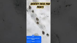 Identify These Snowy Paw Prints!