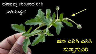 ಹಣವನ್ನು ಚುಂಬಕದ ರೀತಿ ಎಳೆಯುವ ಕೆಲಸ ಈ 8 ಸಸ್ಯಗಳು ಮಾಡುತ್ತವೆ ! ಅಂಬಾನಿ ಕೂಡ ನೆಟ್ಟಿದ್ಧಾರೆ ಈ ಸಸ್ಯ ! Vastu tips