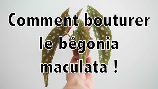 Comment bouturer le bégonia maculata ! | Vertbobo