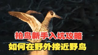 拍鸟新手入坑攻略之三：怎样才能接近野鸟，拍到近距离的照片？