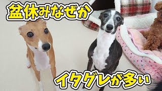 またイタグレさんが来ましたよ。 🐶ひみつきちなう！①🐶 (イタリアングレーハウンド) 2019年8月13日