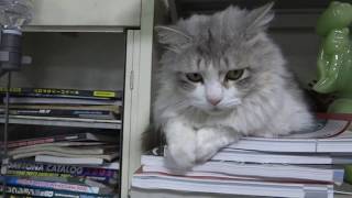 棚で眠るメインクーン猫レオン cat sleeping in shelf