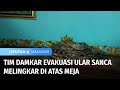 Evakuasi Ular, Petugas Damkar Tergigit Ular Piton | Liputan 6 Makassar