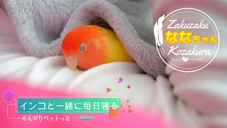 インコと布団で寝ると のんびりペットっと! sleeping with a parakeet and a blanket