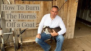 How To Burn The Horns Off of a Goat (Disbudding)