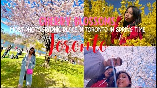 CHERRY BLOSSOM In TORONTO High Park 2022 | Cinematic 4K