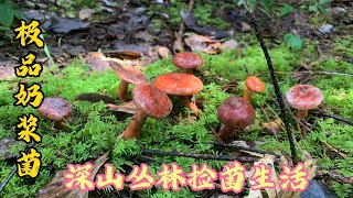 云南农村三小伙雨天发现好多极品野生菌收获满满