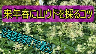 山ウドがとれる場所を事前に知る方法