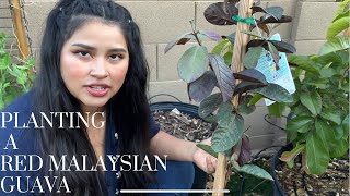 Planting a Red Malaysian Guava Tree in a Pot