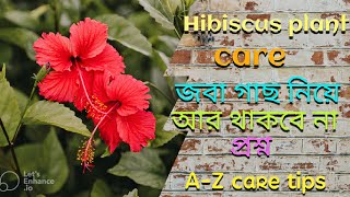 বর্ষায় জবা গাছের যত্ন৷#hibiscuscutting #জবাগাছ @greenfriends8901