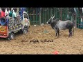 டாட்டா ஏசியை குத்தி நொறுக்கிய காளை jallikattu videos 2025