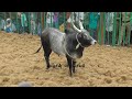 டாட்டா ஏசியை குத்தி நொறுக்கிய காளை jallikattu videos 2025