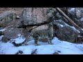 snow leopard keeper talk training and enrichment