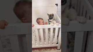 Cute Husky Puppy and Cute little baby at the same bed Cute video | Cuteness overloaded #Shorts