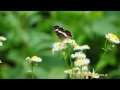 ヒメジョオンで吸蜜するサカハチチョウ