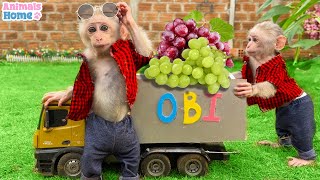 Smart Obi help dad buy fruits for duckling