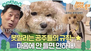 [#습속친구들] 못 말리는 공주들의 규칙-⭐ 마음에 안 들면 안하개!🐶 #순간포착세상에이런일이 #WhatonEarth #SBSstory