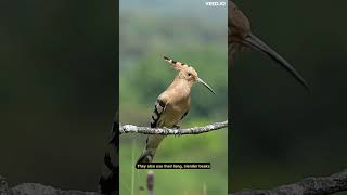 interesting facts about Hoopoe