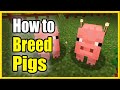 How to BREED Pigs in Minecraft & Feed them (Easy Method!)