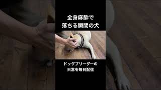 【犬の全身麻酔】もう2度と目覚めないかもしれないリスクを犯して出産に臨むフレンチブルドッグの母犬#いぬ #フレブル #ペット