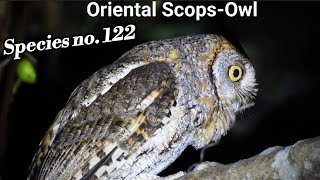 Oriental Scops Owl Otus sunia 19 cm Location Asaam