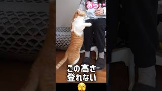 逆ギレする猫　#元野良猫チャチャ #猫武将 #猫 #cat #ねこ #チャチャ